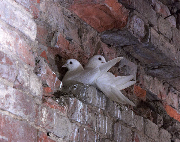 Fort and pigeons - Fort Alexander, Photo