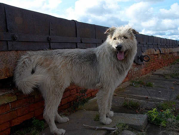 The guard of Fort Alexander - Fort Alexander