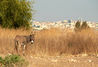 #2 - Ancient Afek city