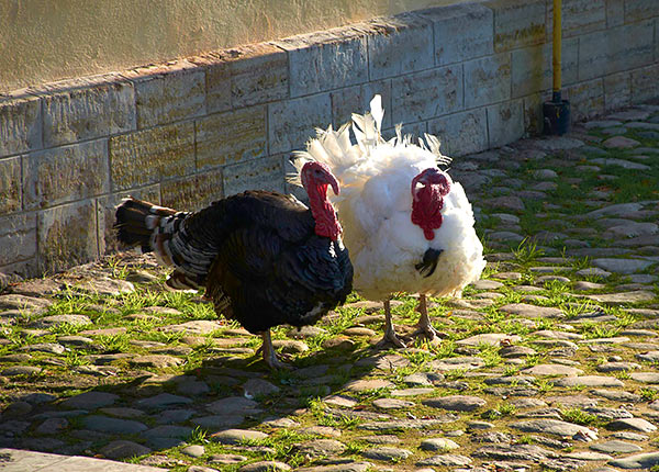 #40 - Animals in the castle