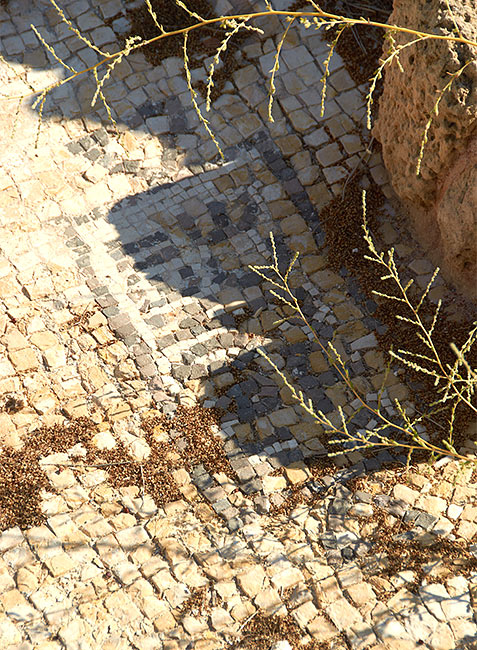 Byzantine mosaic on the floor of the cathedral - Caesarea