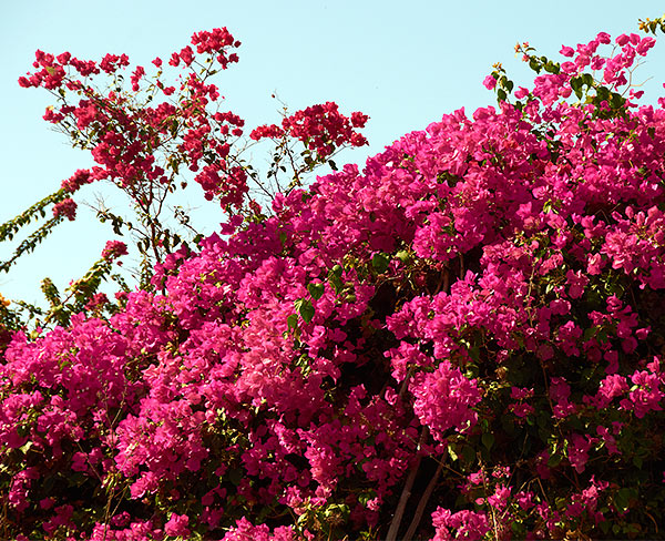 Nature of the Promised Land - Caesarea