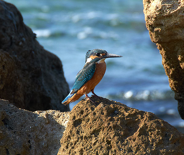 Bird on the ancient stones of the Levant - Caesarea