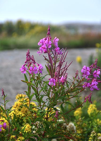 #32 - Island flora