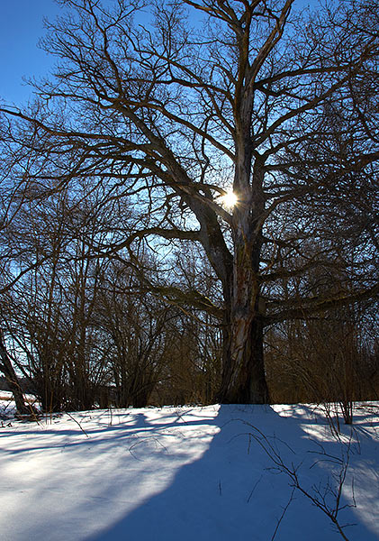 #22 - Oaks of Yarflotta island