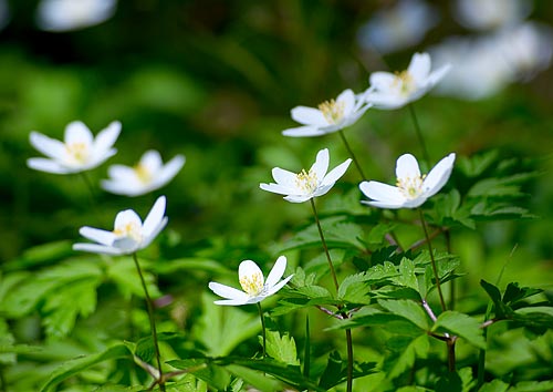 #13 - Flowers redolent of springtime