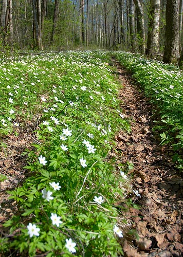 #24 - Forest way