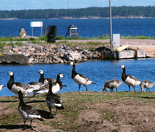 Birds on the island - Coastal Artillery