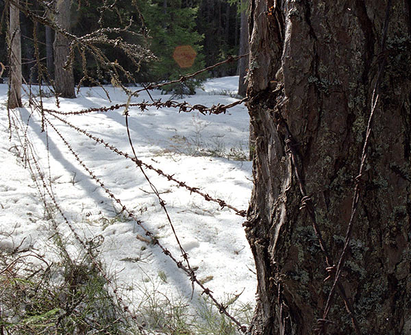 #4 - Barbed wire