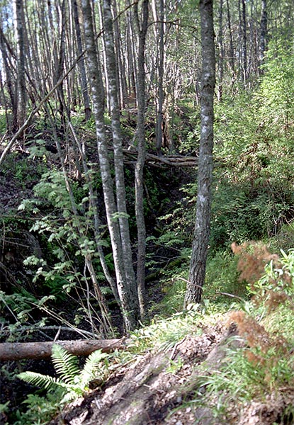 Trench in the forest - Coastal Artillery