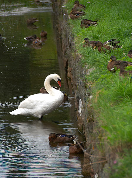 Small and large animals - Fredrikstad