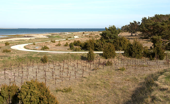 Road to Bungenäs  Cape - Gotland fortifications