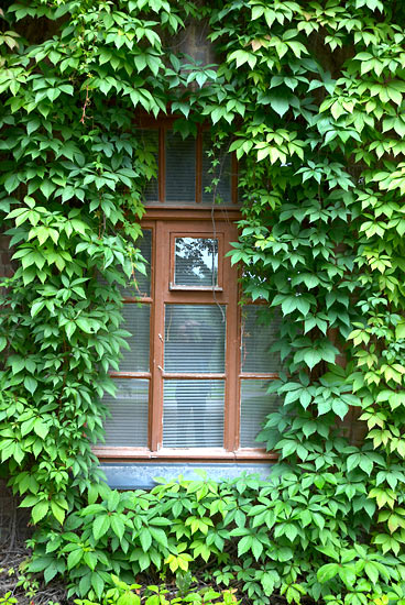 #35 - Window