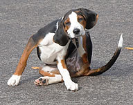 Dog on Hamina market square