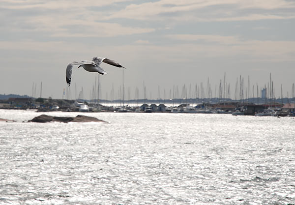 #10 - Seagull