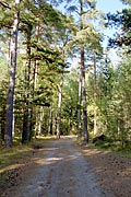 Forest road in the city of Hanko