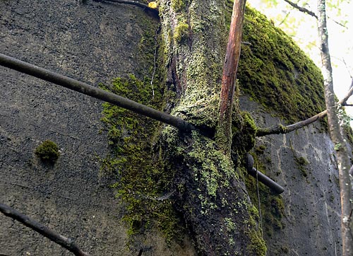 #26 - Tree and bunker