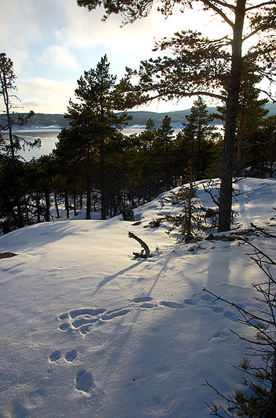 #28 - Northern nature