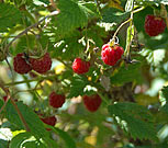 Raspberry  at the fort Hoytorp