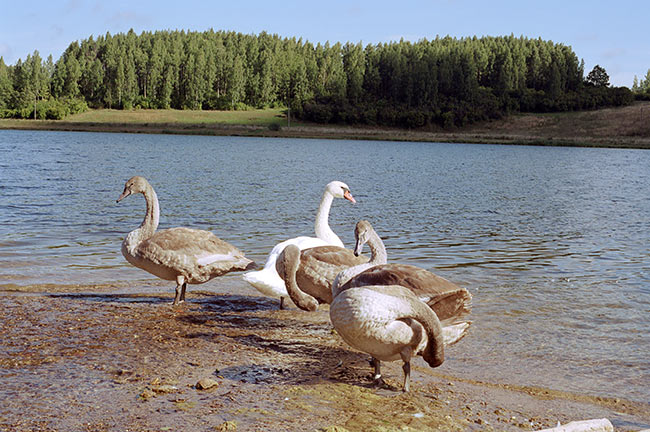 #36 - Swan Lake