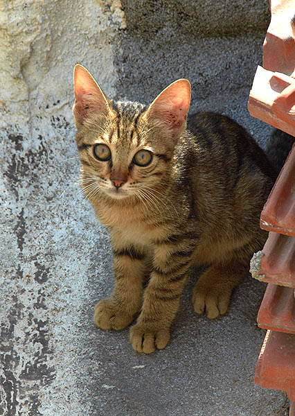 Jerusalem cat on the roof of Cristian Quorter - Jerusalem