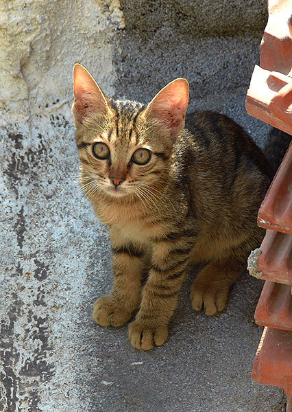 #26 - Jerusalem cat on the roof of Cristian Quorter