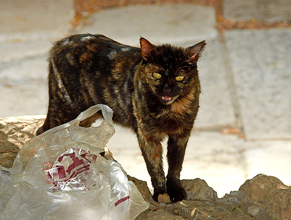 Jerusalem cat - Jerusalem