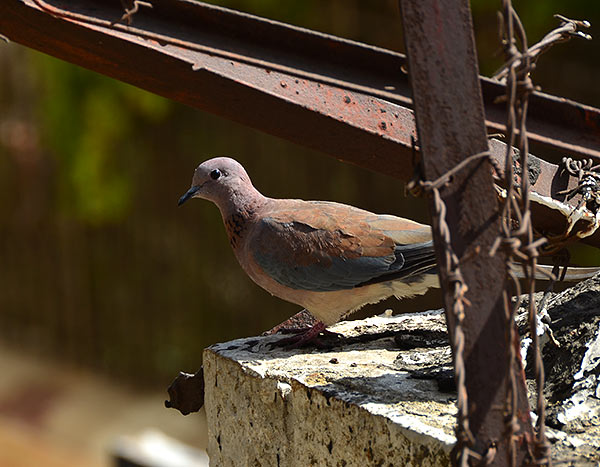 Pigeon - Jerusalem