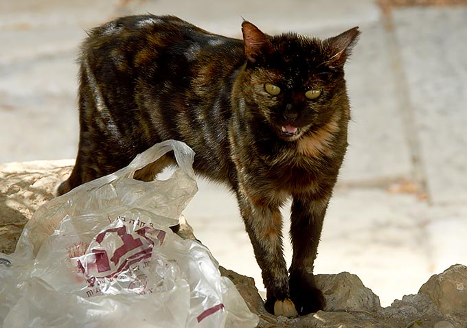 Jerusalem cat