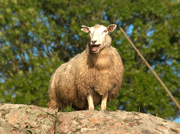 #6 - Sheep