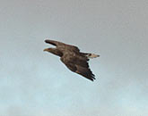  Eagle upon the castle of Kastelholm 