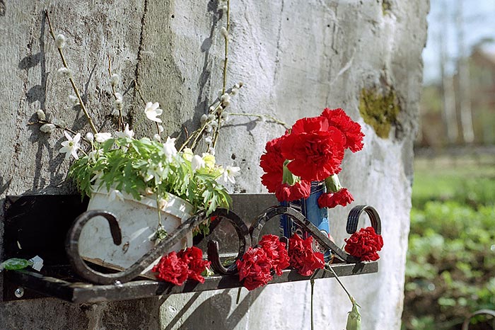 #8 - Flowers