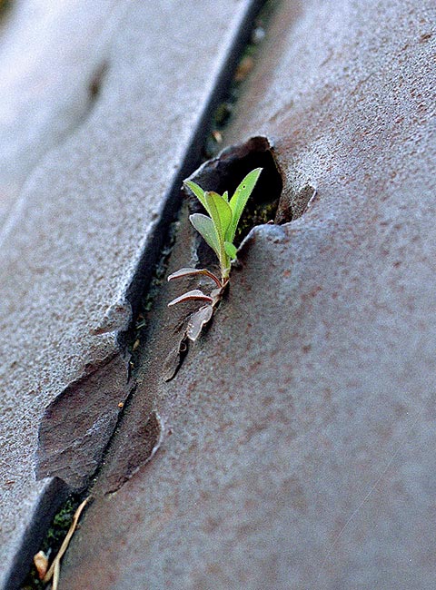 #12 - Life