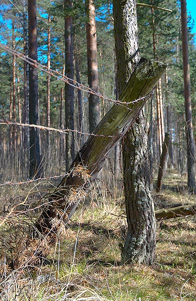 Infantry obstacles - Fort Krasnaya Gorka