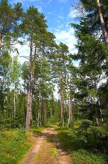 Wood - Fort Krasnaya Gorka