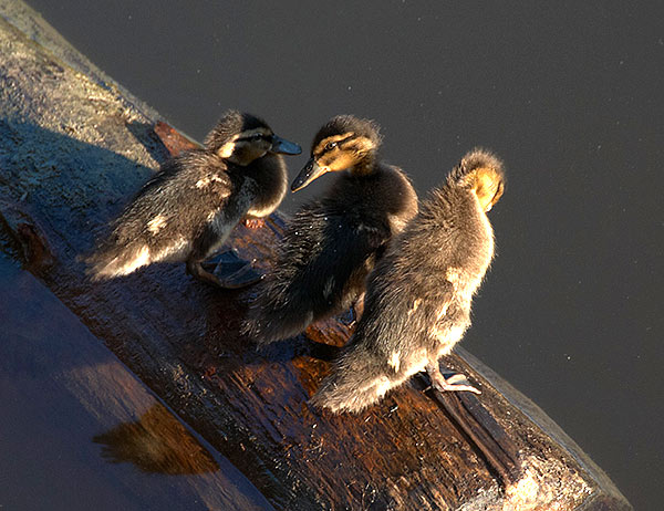 Fauna of Obvodny Canal - Kronstadt