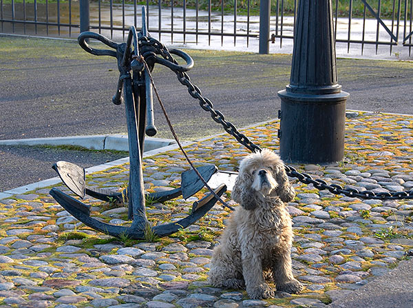 Kronstadt's poodle - Kronstadt
