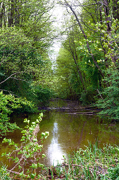 #1 - Wet ditch