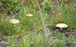 Mushroom in the ditch of Kumenlinna fortress