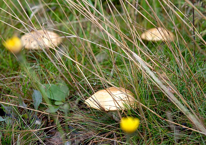 Mushroom in the ditch of Kumenlinna fortress