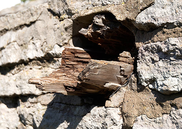 Medieval wood - Staraya Ladoga