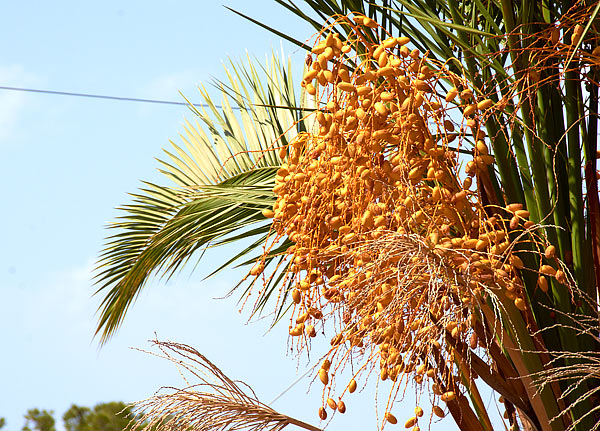 "Bread of the desert" - Fort Latrun