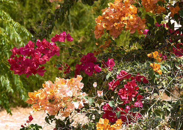 Nature life - Fort Latrun