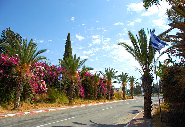 Date palms and other nature - Fort Latrun