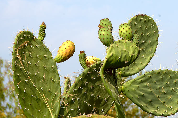 Thickets of cactus at Fortress Latrun