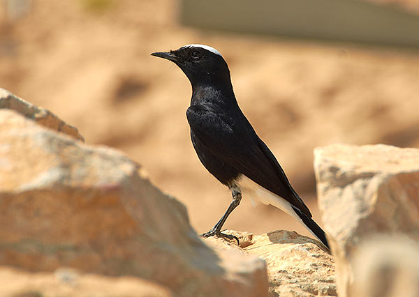 #19 - The fauna of the Judean Desert