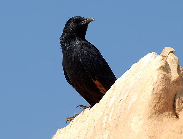 #96 - Starling
