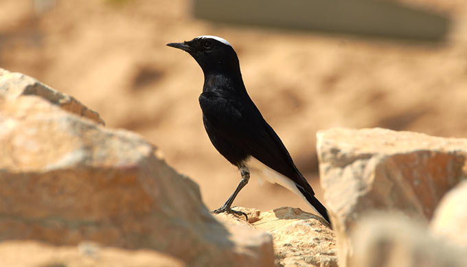 Bird in Masada