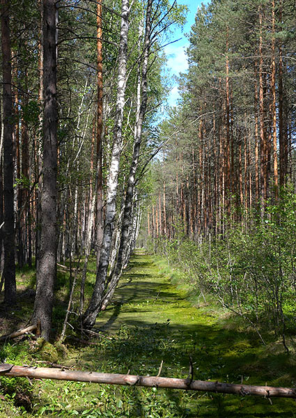 Anti-tank ditch - Mannerheim Line