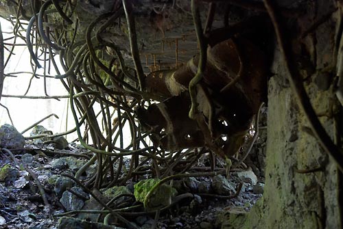 #20 - Джунгли